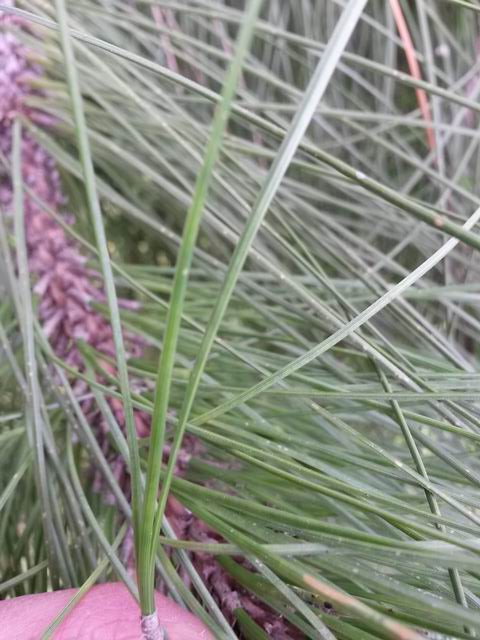 Pinus canariensis ?